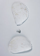 No More accessories Sea Shell Charm in Silver
